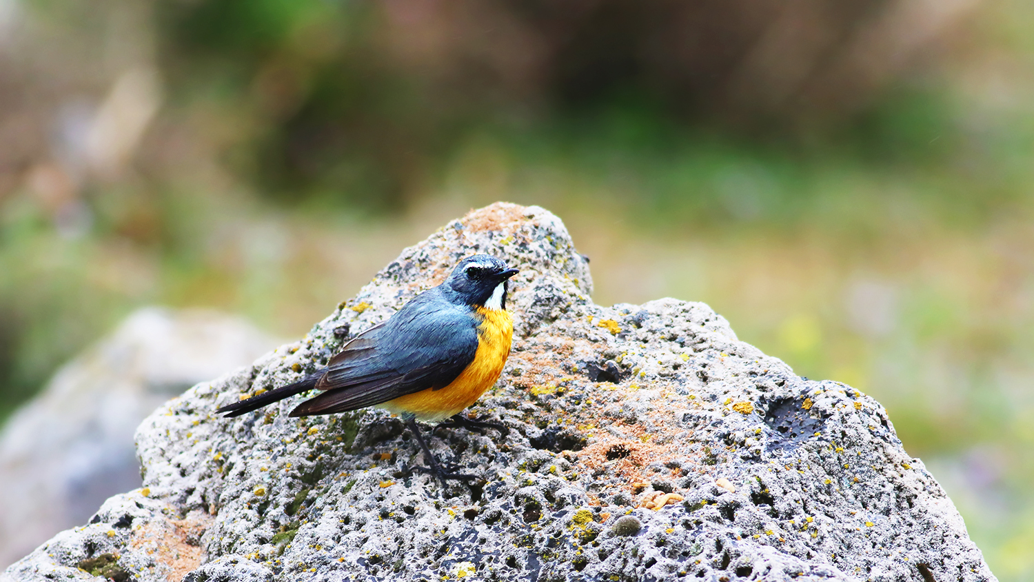 Rufous-tailed Rock-Thrush